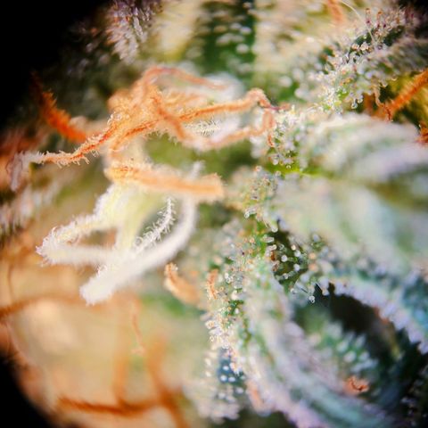 Tatanka Brothers growlog photo: Tatanka Nr.2