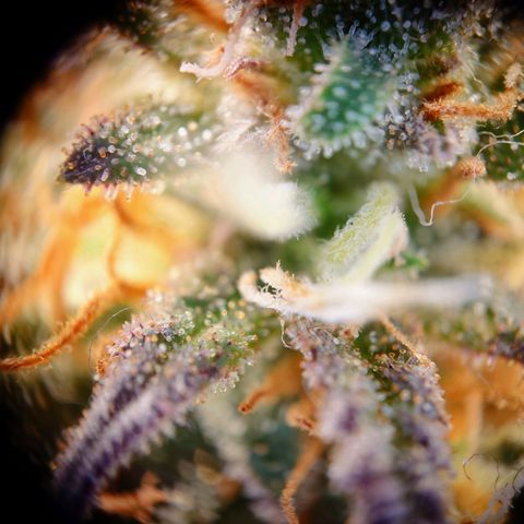 Tatanka Brothers growlog photo: Tatanka Nr.2