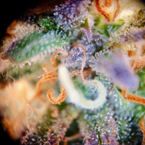 Tatanka Brothers growlog photo: Tatanka Nr.2