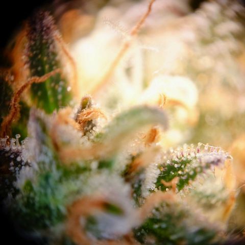 Tatanka Brothers growlog photo: Tatanka Nr.2
