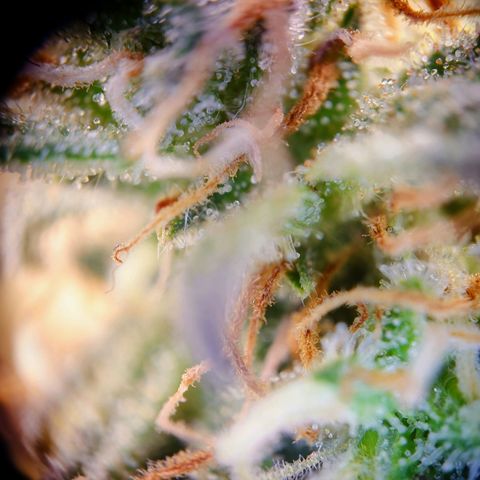 Tatanka Brothers growlog photo: Tatanka Nr.2