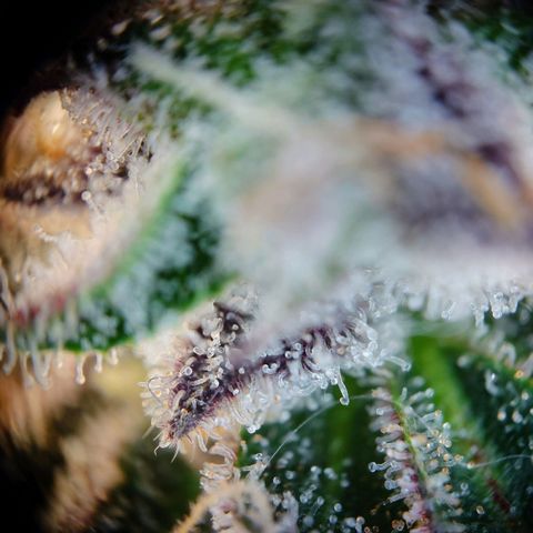Northern Lights growlog timeline photo