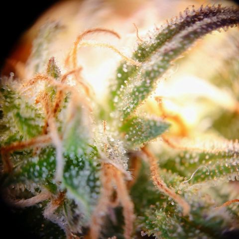 Tatanka Brothers growlog photo: Tatanka Nr.2
