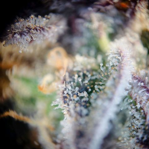 Northern Lights growlog timeline photo