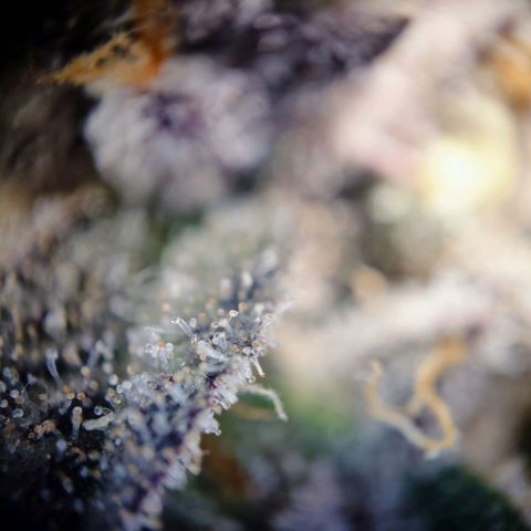 Northern Lights growlog timeline photo