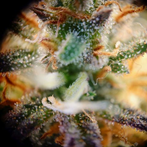 Tatanka Brothers growlog photo: Tatanka Nr.2