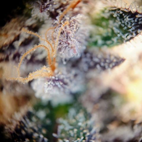 Northern Lights growlog timeline photo