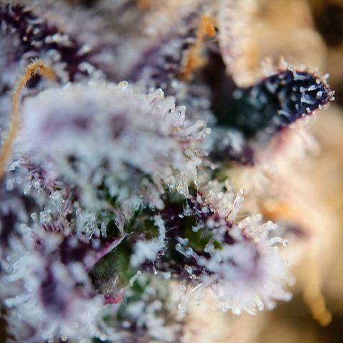 Northern Lights growlog timeline photo