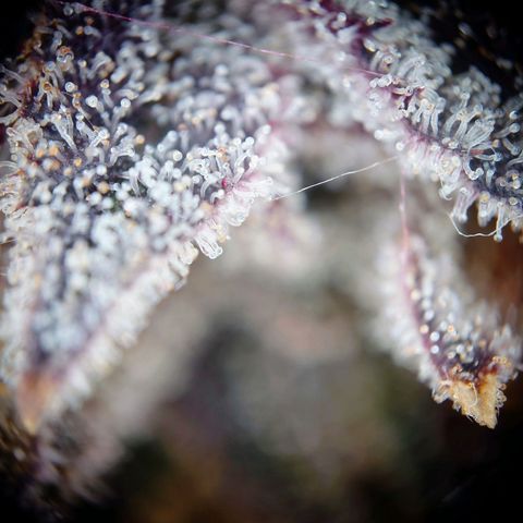 Northern Lights growlog timeline photo
