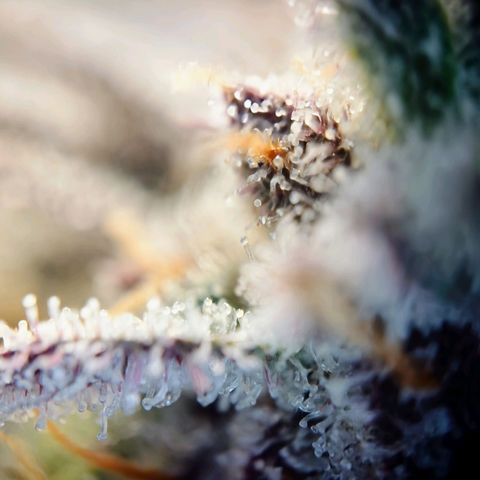 Northern Lights growlog timeline photo