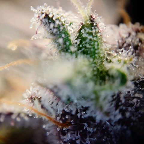 Northern Lights growlog timeline photo