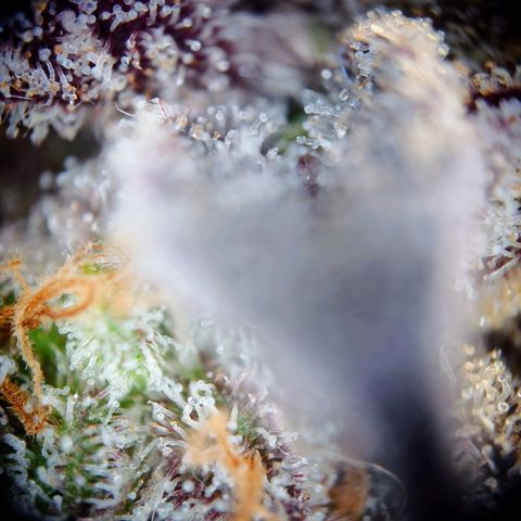 Northern Lights growlog timeline photo