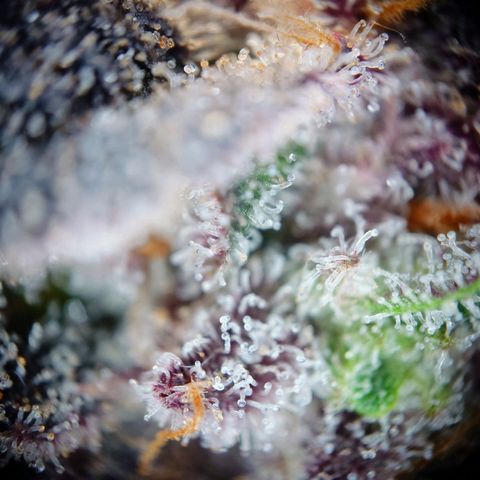Northern Lights growlog timeline photo