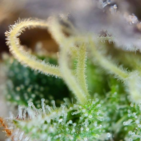 Northern Lights growlog timeline photo