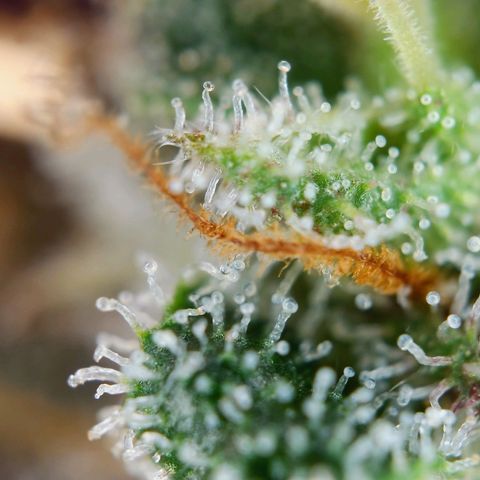 Northern Lights growlog timeline photo