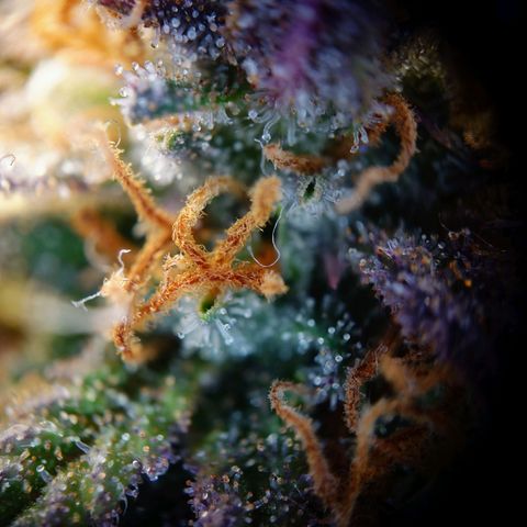 Tatanka Brothers growlog photo: Tatanka 2 sieht fies aus 10/10.
Eigentlich auch fast Erntereif.