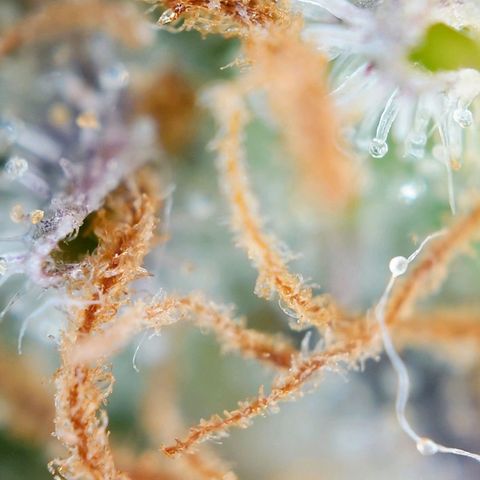 Tatanka Brothers growlog photo: Tatanka 2 sieht fies aus 10/10.
Eigentlich auch fast Erntereif.