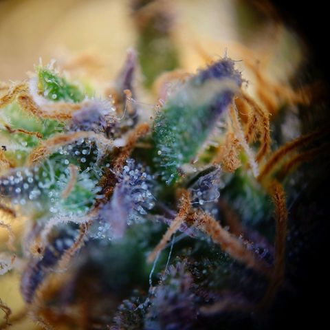 Tatanka Brothers growlog photo: Tatanka 2 sieht fies aus 10/10.
Eigentlich auch fast Erntereif.