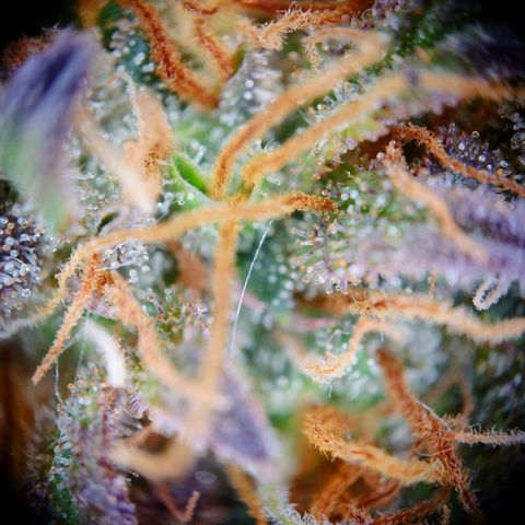 Tatanka Brothers growlog photo: Tatanka 2 sieht fies aus 10/10.
Eigentlich auch fast Erntereif.
