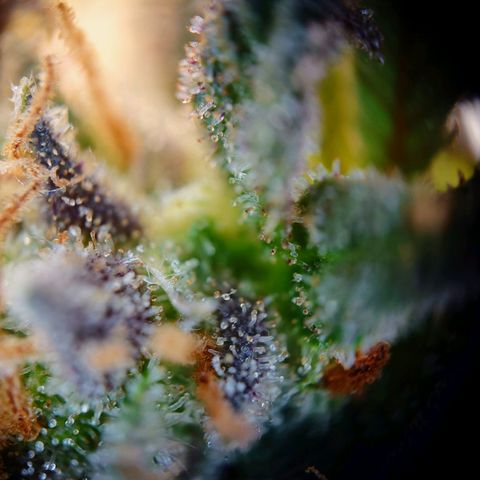 Tatanka Brothers growlog photo: Tatanka 2 sieht fies aus 10/10.
Eigentlich auch fast Erntereif.