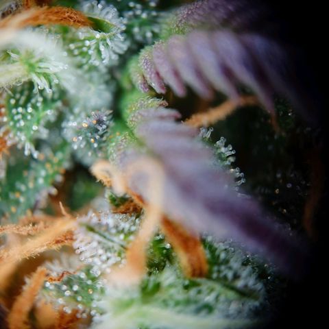 Tatanka Brothers growlog photo: Tatanka 2 sieht fies aus 10/10.
Eigentlich auch fast Erntereif.