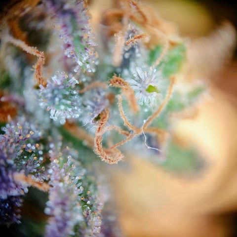 Tatanka Brothers growlog photo: Tatanka 2 sieht fies aus 10/10.
Eigentlich auch fast Erntereif.