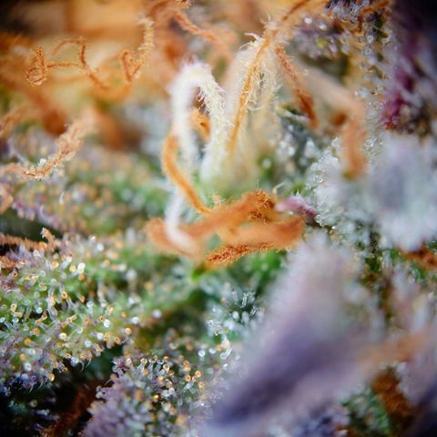 Tatanka Brothers growlog photo: Tatanka 2 sieht fies aus 10/10.
Eigentlich auch fast Erntereif.