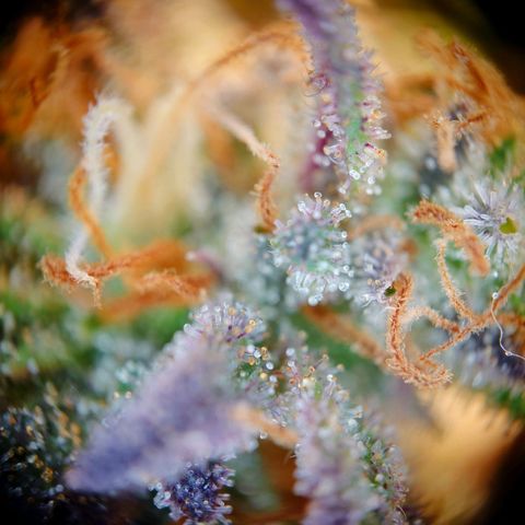 Tatanka Brothers growlog photo: Tatanka 2 sieht fies aus 10/10.
Eigentlich auch fast Erntereif.