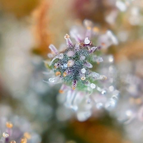 Tatanka Brothers growlog photo: Tatanka 2 sieht fies aus 10/10.
Eigentlich auch fast Erntereif.
