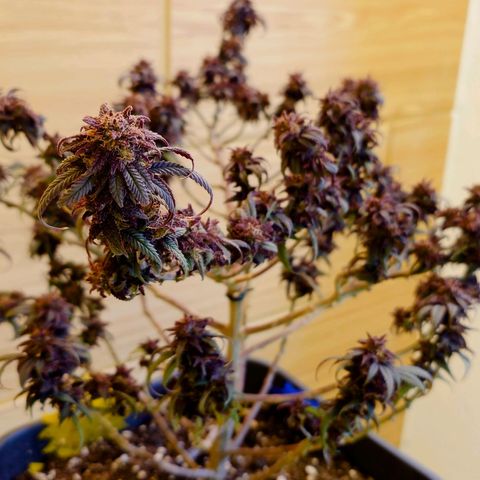 Tatanka Brothers growlog timeline photo