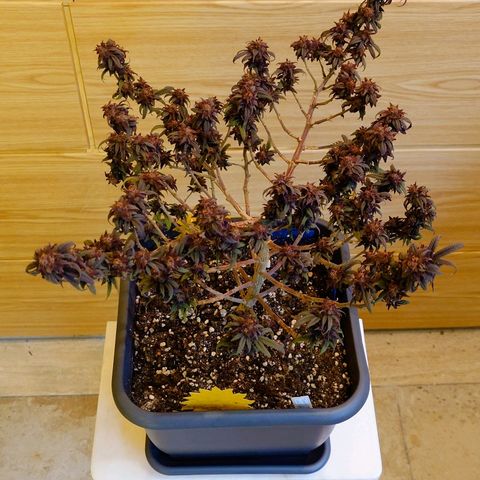 Tatanka Brothers growlog timeline photo