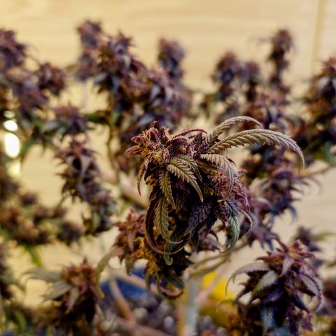Tatanka Brothers growlog timeline photo