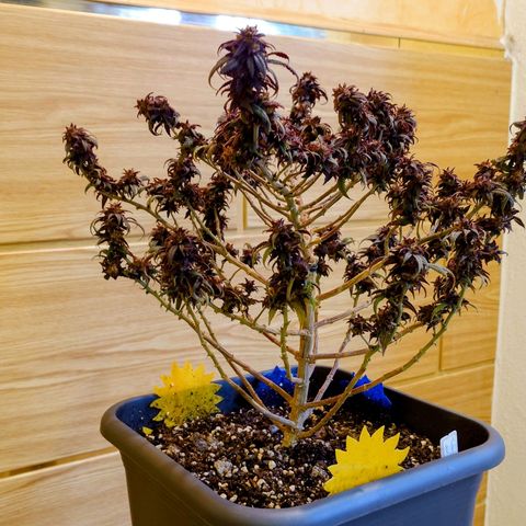 Tatanka Brothers growlog timeline photo