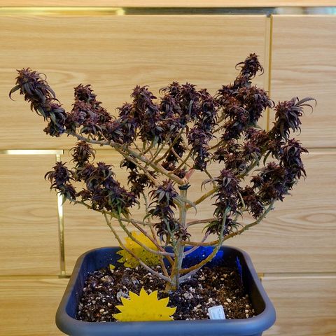 Tatanka Brothers growlog timeline photo