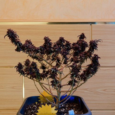 Tatanka Brothers growlog timeline photo