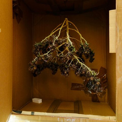 Tatanka Brothers growlog timeline photo