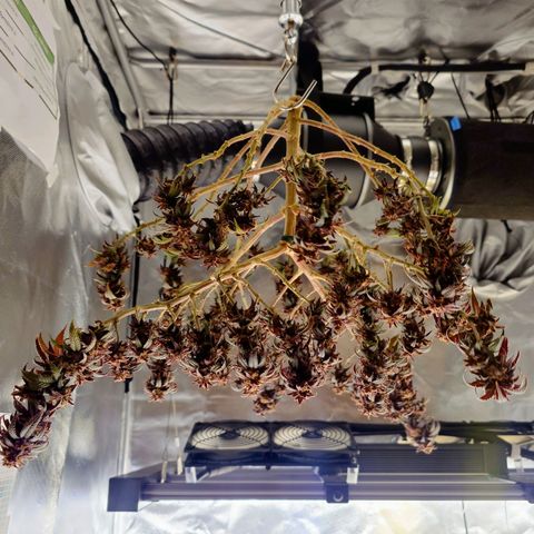 Tatanka Brothers growlog timeline photo