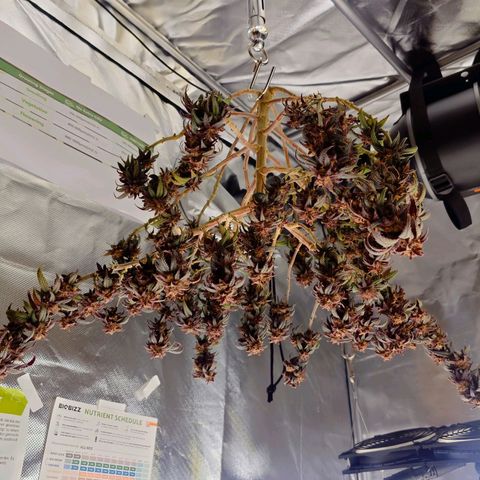 Tatanka Brothers growlog timeline photo