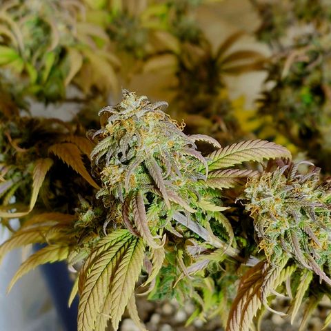 Tatanka Brothers growlog photo: Tatanka Nr.2 hat immer noch gut Wachstum in den Blüten. Wird noch ein paar Tage stehen gelassen 