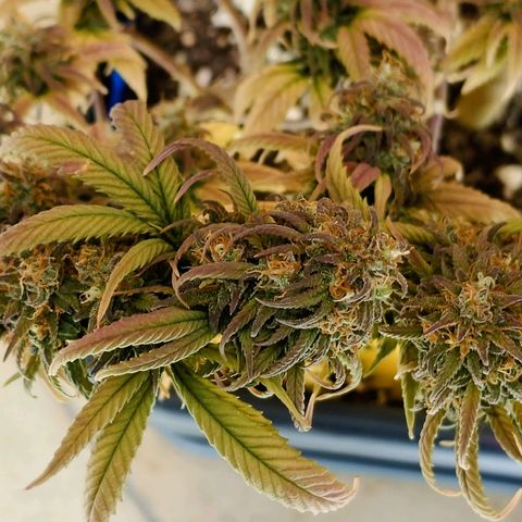 Tatanka Brothers growlog photo: Tatanka Nr.2 hat immer noch gut Wachstum in den Blüten. Wird noch ein paar Tage stehen gelassen 