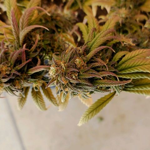 Tatanka Brothers growlog photo: Tatanka Nr.2 hat immer noch gut Wachstum in den Blüten. Wird noch ein paar Tage stehen gelassen 