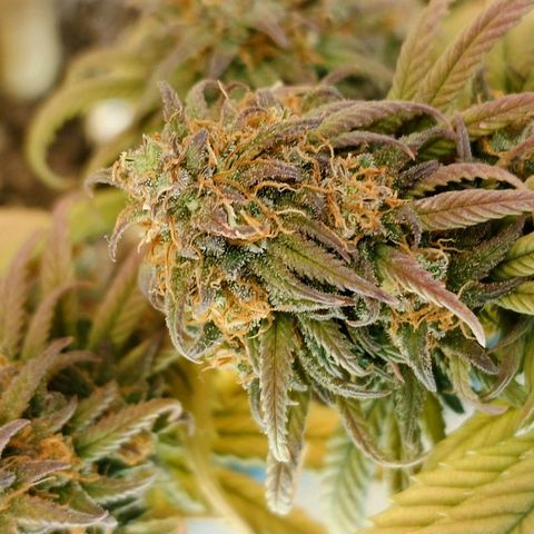 Tatanka Brothers growlog photo: Tatanka Nr.2 hat immer noch gut Wachstum in den Blüten. Wird noch ein paar Tage stehen gelassen 