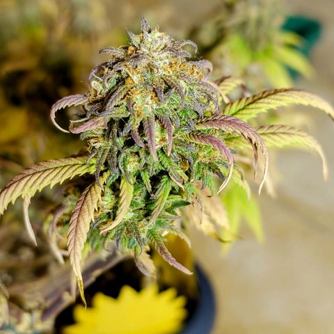 Tatanka Brothers growlog photo: Tatanka Nr.2 hat immer noch gut Wachstum in den Blüten. Wird noch ein paar Tage stehen gelassen 