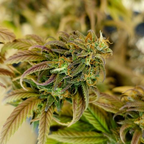 Tatanka Brothers growlog photo: Tatanka Nr.2 hat immer noch gut Wachstum in den Blüten. Wird noch ein paar Tage stehen gelassen 