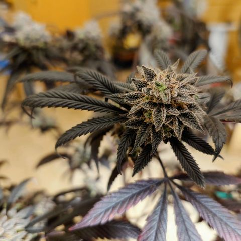 Northern Lights growlog photo: Auch die Northern Lights Bilder noch die Blüten aus. Bleibt auch noch stehen.