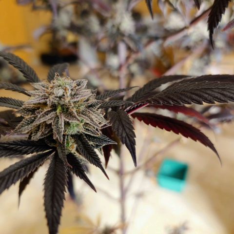 Northern Lights growlog photo: Auch die Northern Lights Bilder noch die Blüten aus. Bleibt auch noch stehen.