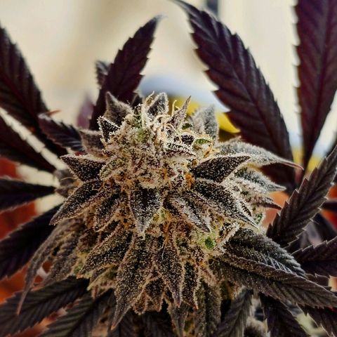 Northern Lights growlog photo: Auch die Northern Lights Bilder noch die Blüten aus. Bleibt auch noch stehen.