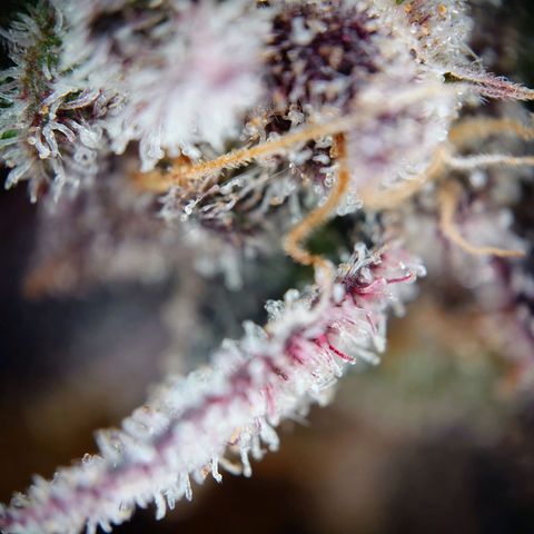 Northern Lights growlog timeline photo