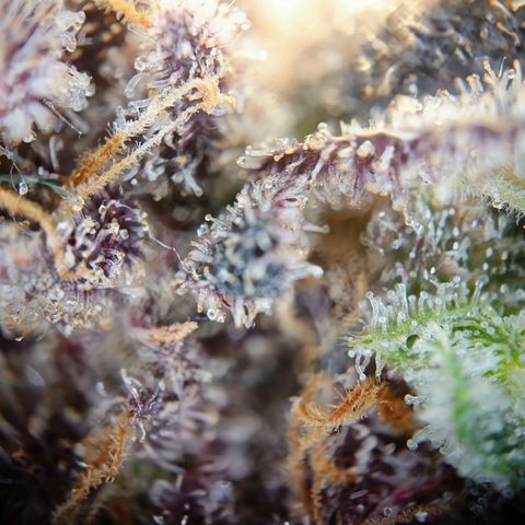 Northern Lights growlog timeline photo