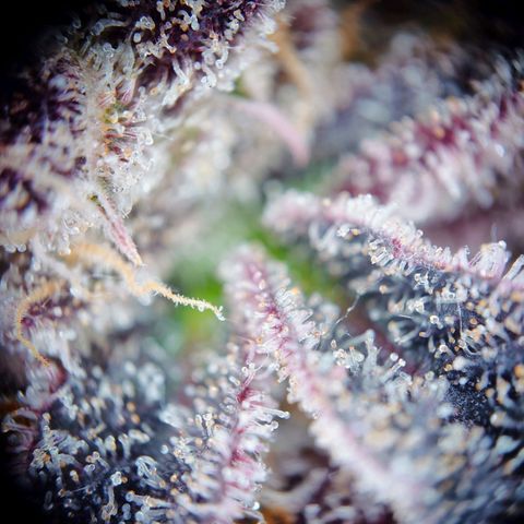 Northern Lights growlog timeline photo